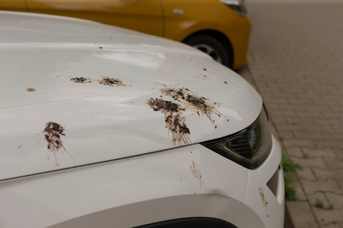 Front headlight area of white SUV stained by bird droppings and mud, low evening light and soft shadows accentuate residue and small paint chips, closeup